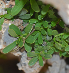 Iberis sempervirens