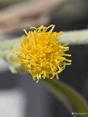 Inula pseudolimonella