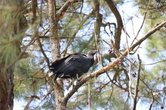 Coragyps atratus