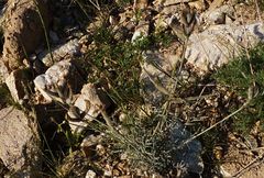 Astragalus leucocalyx