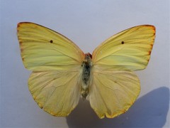 Catopsilia florella