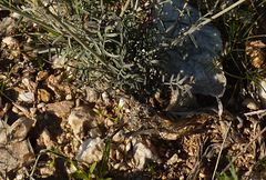 Astragalus leucocalyx