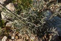 Astragalus leucocalyx