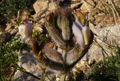 Astragalus leucocalyx