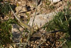 Astragalus leucocalyx