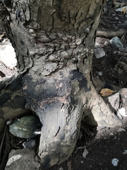 Metopium brownei