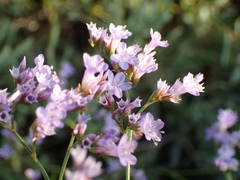 Limonium narbonense
