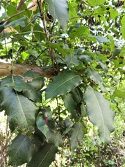 Metopium brownei