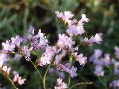 Limonium narbonense
