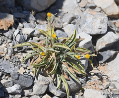 Inula pseudolimonella