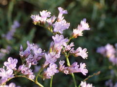 Limonium narbonense