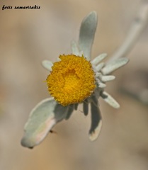 Inula candida