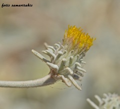 Inula candida