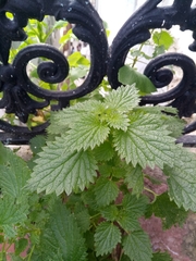 Urtica membranacea image