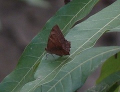 Abisara