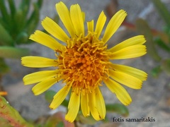 Limbarda crithmoides longifolia