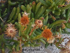 Limbarda crithmoides longifolia