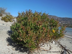 Limbarda crithmoides longifolia