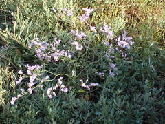 Limonium narbonense