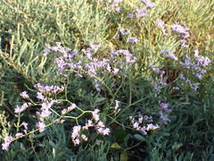Limonium narbonense