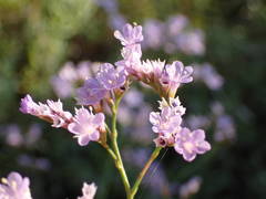 Limonium narbonense