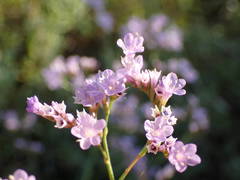 Limonium narbonense