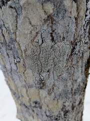 Pertusaria macounii