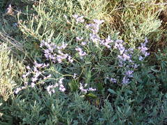 Limonium narbonense