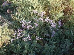 Limonium narbonense