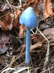 Entoloma virescens