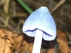 Entoloma virescens