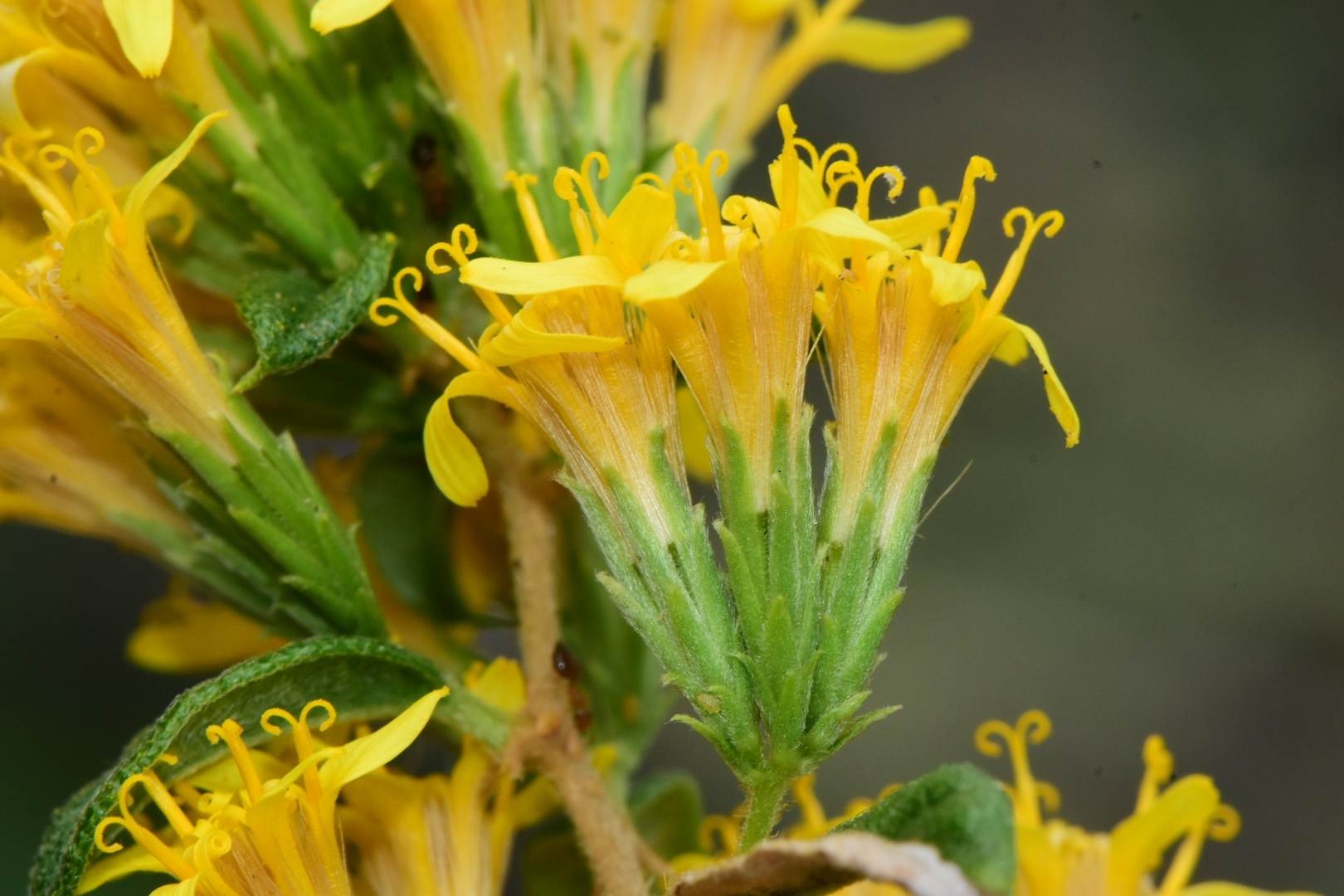 Berylsimpsonia