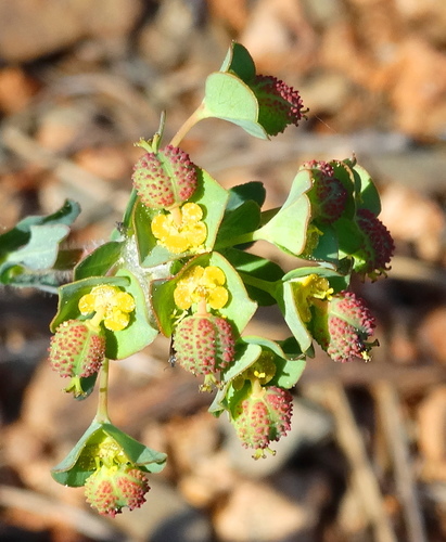 Pear-Rooted Spurge (Euphorbia apios)