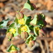 Euphorbia apios - Photo (c) Kostas Zontanos,  זכויות יוצרים חלקיות (CC BY-NC), הועלה על ידי Kostas Zontanos