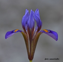 Iris unguicularis cretensis