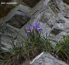 Iris unguicularis cretensis