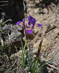 Iris unguicularis cretensis