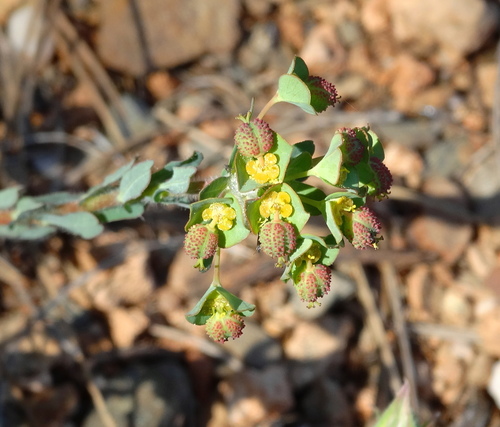 Image of Euphorbia apios by (c) Kostas Zontanos, some rights reserved (CC BY)