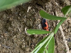 Tetraopes melanurus