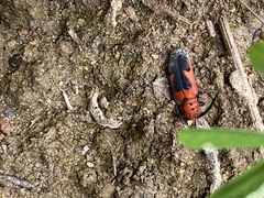 Tetraopes melanurus