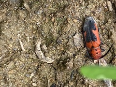 Tetraopes melanurus