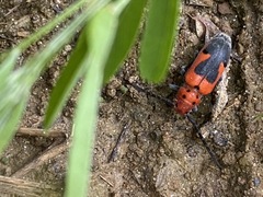 Tetraopes melanurus