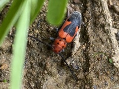 Tetraopes melanurus