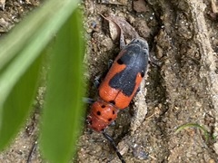Tetraopes melanurus