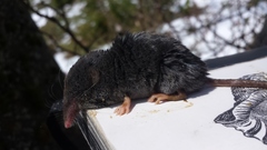 Sorex alpinus