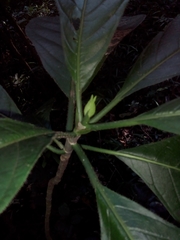 Blepharidium guatemalense