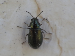 Attalus rosenhaueri