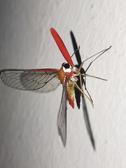 Peggiopsis