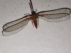 Peggiopsis