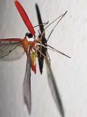 Peggiopsis
